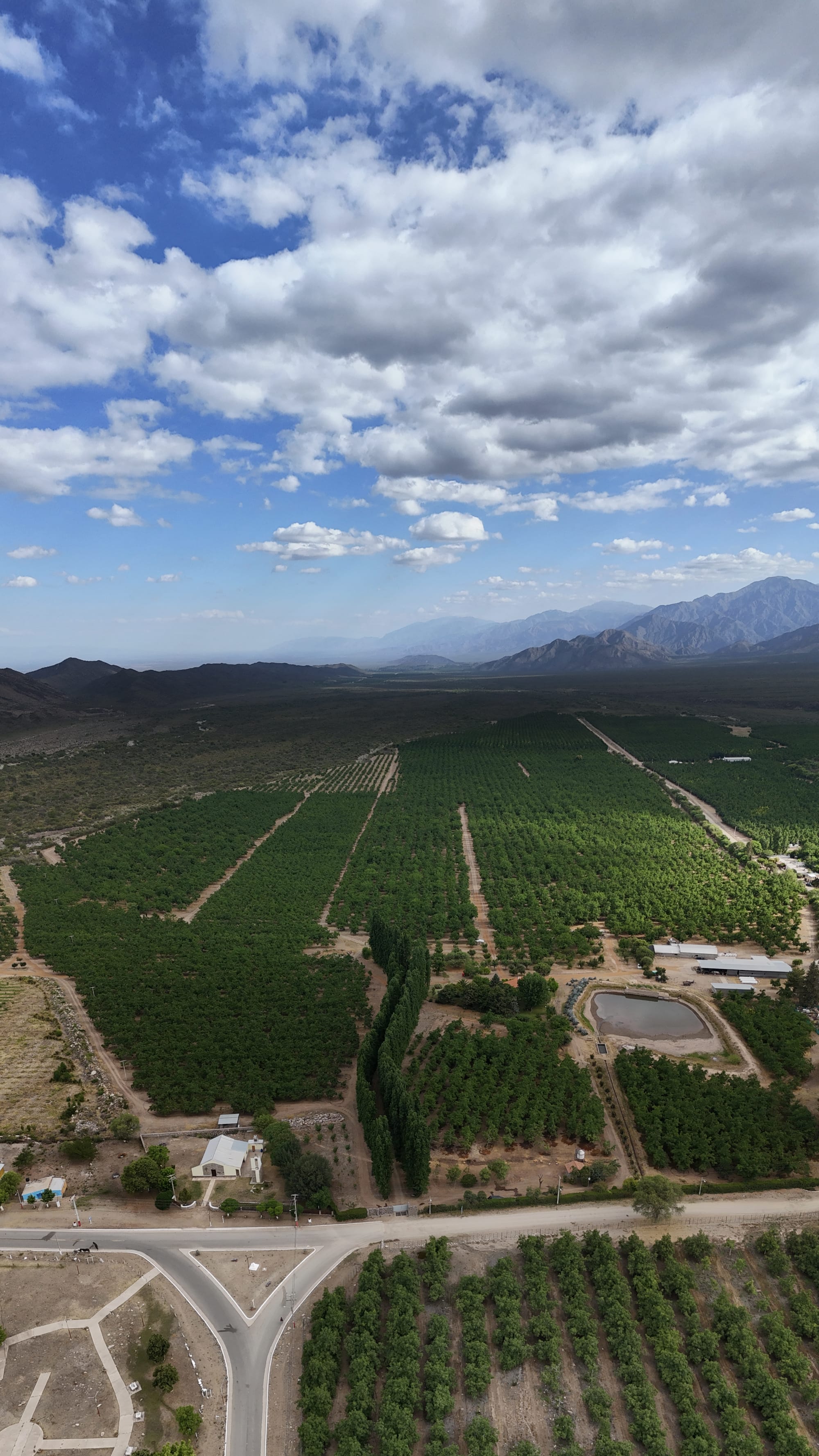 Plantación de nogales en fila, vista aérea