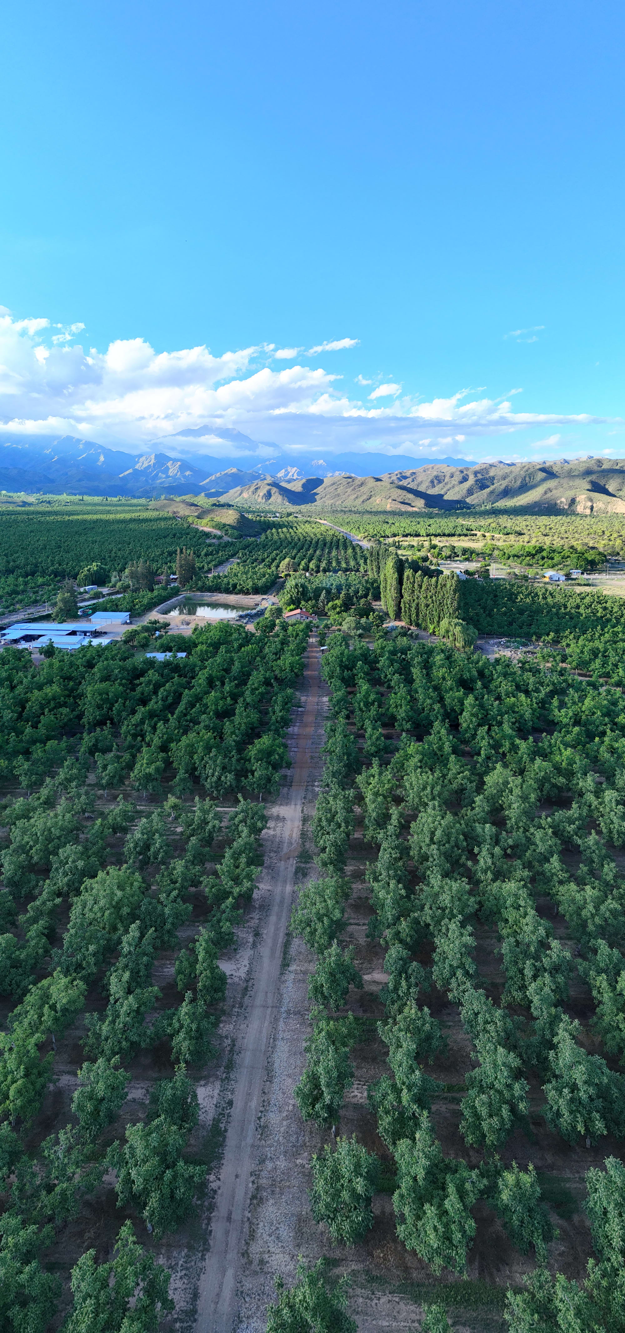 Campo de nueces al atardecer, Guanchín